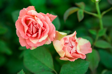 Close-up macro photograph of a hybrid pink rose with yellow stripes. Flower and Valentine's day concept.