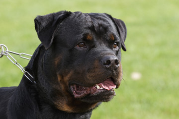 Obraz premium Rottweiler dog portrait outdoors
