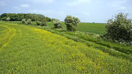 Yellow rapeseed, green wheat fields, overgrown footpath along white flowering trees, in English countryside