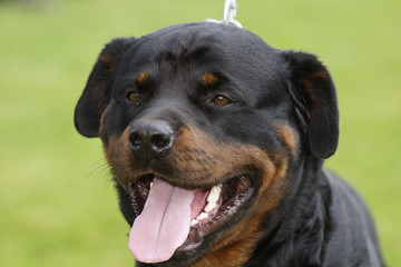 Rottweiler dog portrait outdoors