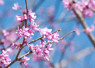 Fototapeta na wymiar Eastern Redbud flowering in early spring