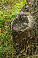 Old tree stump covered in the coniferous forest, beautiful landscape