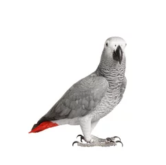 Gordijnen Grijze papegaai Jaco op een witte achtergrond © avramchuk