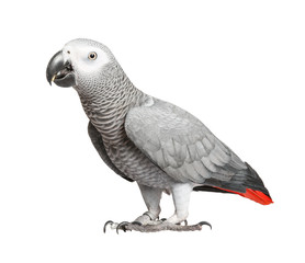Naklejka premium Gray parrot Jaco on a white background