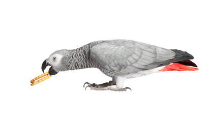Gray parrot Jaco on a white background