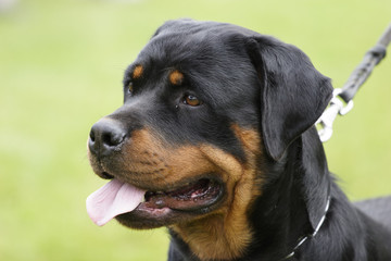 Fototapeta premium Rottweiler dog portrait outdoors