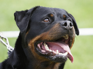 Rottweiler dog portrait outdoors