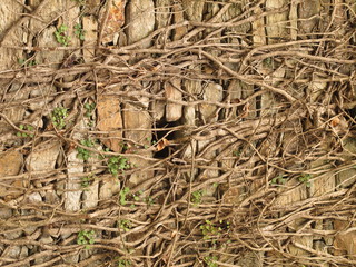 Stone wall with ivy