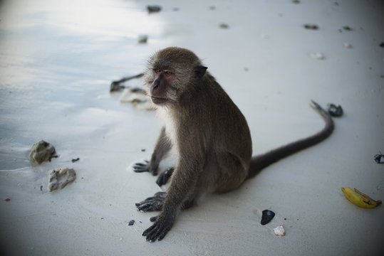 A monkey sits on one of the beaches of Koh Phi Phi Island in the Andaman Sea; Thailand