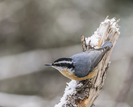 A Red-breasted nuthatch (Sitta canadensis) sits on a tree stump with snow; Ontario, Canada