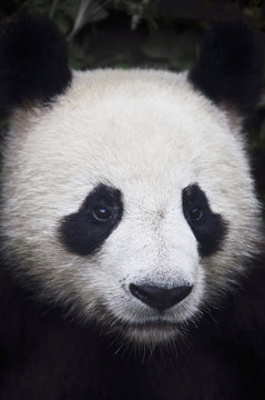 Portrait of panda (ailuropoda melanoleuca);China