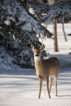Young Deer In Snow Covered Forest With Evergreen Tree In The Background Covered With Snow; Calgary, Alberta, Canada