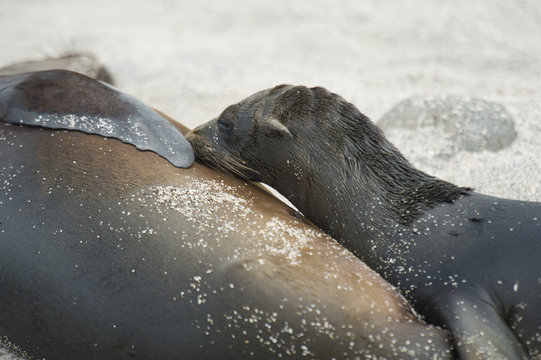 Seal Lion (Otariidae) And It's Pup; Galapagos, Equador