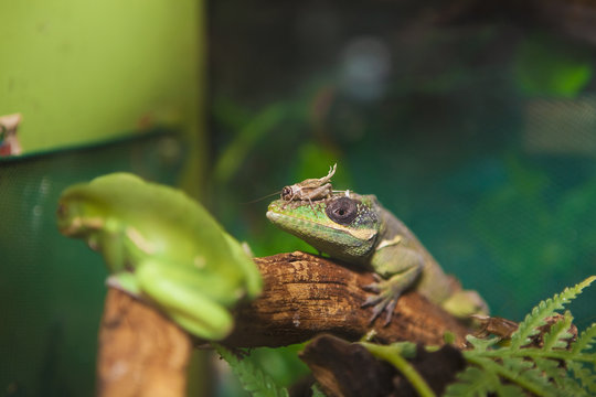 A Lizard On A Branch With A Grasshopper On It's Nose; Edmonton, Alberta, Canada