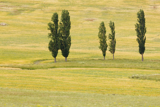 Trees On A Grassy Field; Montejaque, Malaga, Andalusia, Spain