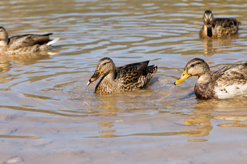 Two ducks (duck out of focus with the cookies in the mouth) with drops of pure water