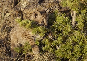Bobcat (Felis Rufus) Kitten Plays With Conifer Branch; Montana, United States Of America
