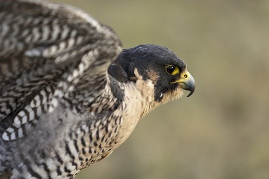 Peregrine Falcon (Falco Peregrinus) Exercising Its Wings; Montana, United States Of America