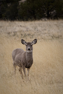 A Wild Mule Deer (Odocoileus Hemionus); Wyoming, United States Of America