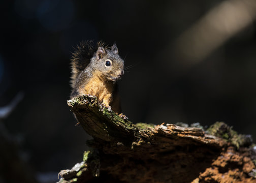 Douglas Squirrel (Tamiasciurus douglasii) looks down from a log; Ilwaco, Washington, United States of America