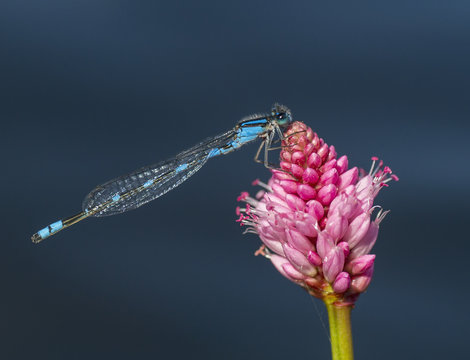 Damselfly on flower