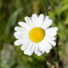 Obraz premium daisy growing in the garden