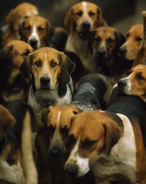 Ireland, Foxhounds