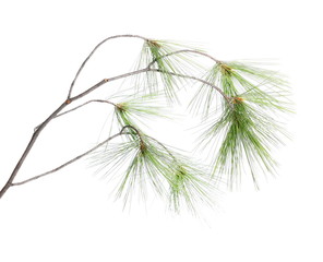 fir tree branch isolated on white