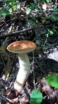 foresta piena di funghi