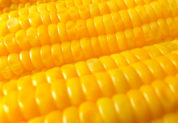 Boiled Orange Yellow Sweet Corn, Closed up, Background, Texture, Banner  