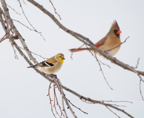 American Goldfinch, Spinus tristis, in its winter plumage, perched on a Persimmon tree, with a female Northern Cardinal on background