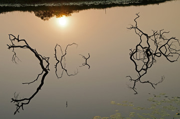Sunken tree branches reflecting in the water.