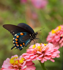 Fototapeta na wymiar Green Swallowtail Butterfly on double pink Zinnia