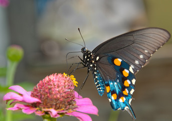 Green Swallowtail Butterfly on pink Zinnia