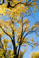 Golden leaves on a massive oak leaves