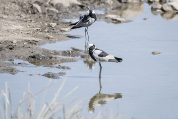 Blacksmith Lapwing (Vanellus armatus) at Water Hole in Botswana