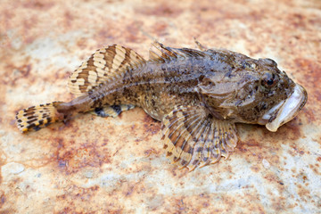Goby fish, fishing in the Barents Sea