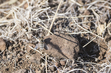 Bee Fly on Ground in South Africa