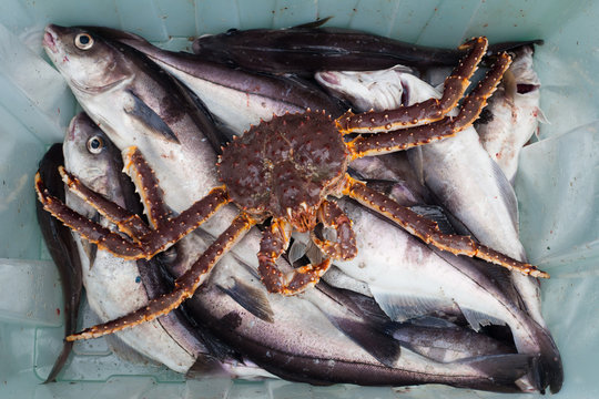 The Haddock and Kamchatka crab