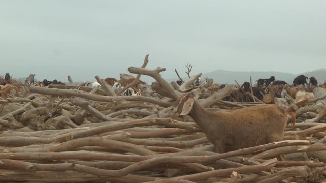 Rural Chincha, Peru scene, slider pan shot of goats and lumber on a Peruvian farm.