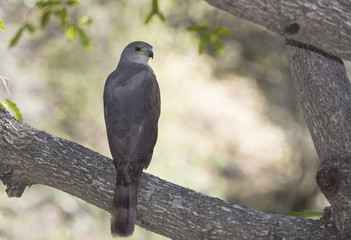 African Goshawk (Accipiter tachiro) Sitting on Post in South Africa