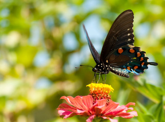 Green Swallowtail, Battus philenor butterfly feeding in a garden