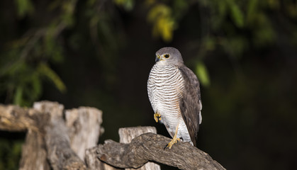 African Goshawk (Accipiter tachiro) Sitting on Post in South Africa