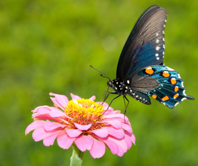 Brilliant iridescent Green Swallowtail feeding on a pink flower against green background