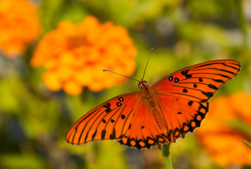 Dorsal view of a Gulf Fritillary butterfly feeding on an orange Zinnia