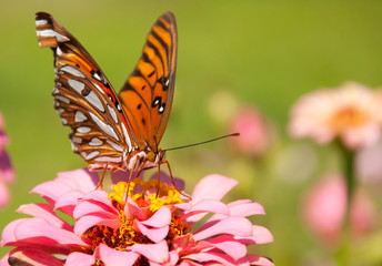 Fototapeta na wymiar Front view of a beautiful, colorful Gulf Fritillary butterfly feeding on a pink flower