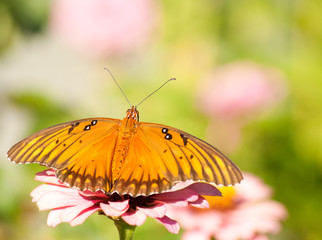 Agraulis vanillae, Gulf Fritillary butterfly, feeding against bright green garden background