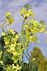 цветение капусты