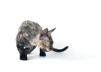 Devon rex purebrebred cat on white