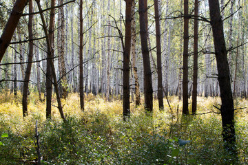 Fototapeta premium Autumn. Kind of dark pine forest on a light birch.